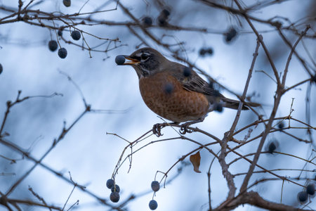 A shallow focus shot of a cute robin with a berry in its beak perched on a tree
