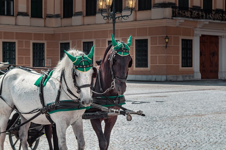 A closeup shot of horses with carriage in front of a Schonbrunner Schloss Park in Vienna, Austriaの写真素材