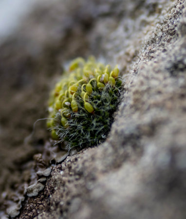 A macro shallow focus shot of a Grimmia pulvinata with a blurred backgroundの写真素材