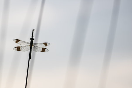 A selective focus shot of a skimmer dragonfly on a plantの写真素材