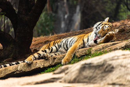 A majestic tiger lying resting in the forest and licking his pawの写真素材