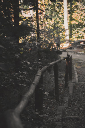 A vertical shot of wooden stairs in a forest in Bulgariaの写真素材