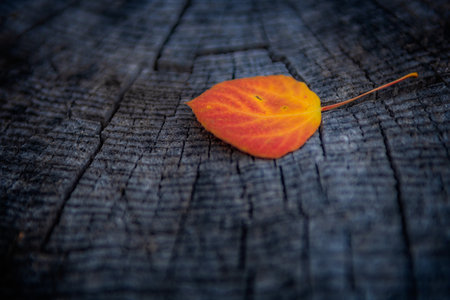 A closeup shot of an autumn leafの写真素材