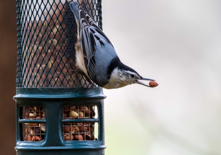 A nuthatch on a bird feeder in the blurred backgroundの写真素材