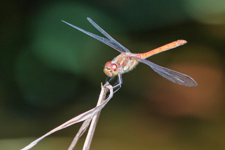 A closeup shot of a dragonfly in a garden during the day