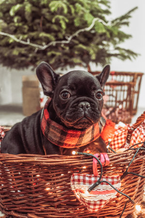 A selective focus shot of a black French Bulldog with a red scarf in a straw basket against a blurred backgroundの写真素材