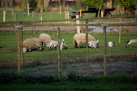 A view of the sheep grazing and drinking on the farmの写真素材