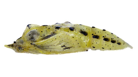 Lateral view of pupae species Pieris rapae, trivial name: Cabbage white.の写真素材