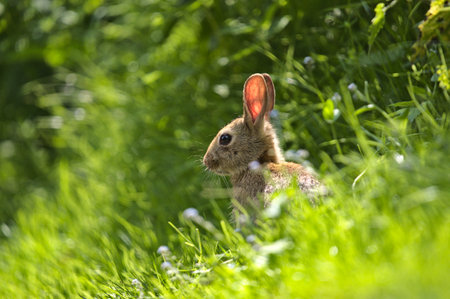 A closeup shot of a rabbit in the forest