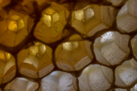A closeup shot of a beehive texture