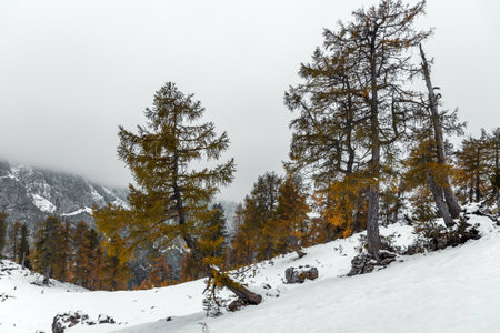 A Beautiful view of autumn trees and amazing misty mountains in the Julian Alps in Sloveniaの写真素材