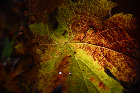 A closeup of the beautiful autumn leaf.の写真素材