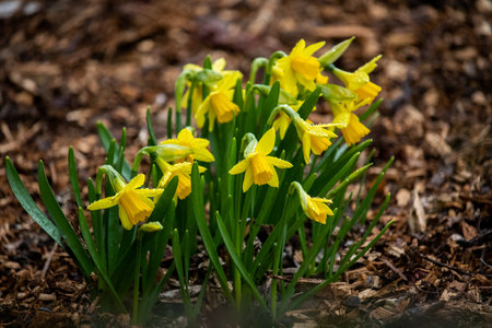 A closeup of beautiful yellow narcissus flowers in a garden