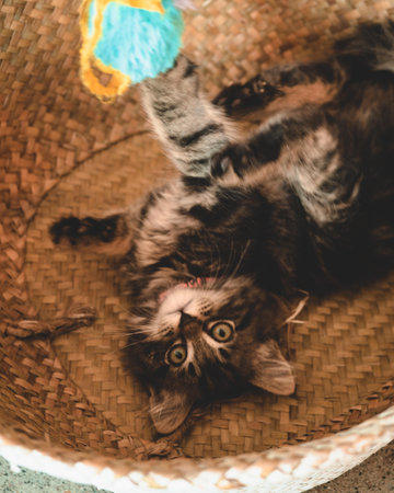 A vertical closeup of an adorable kitten lying in a basketの写真素材
