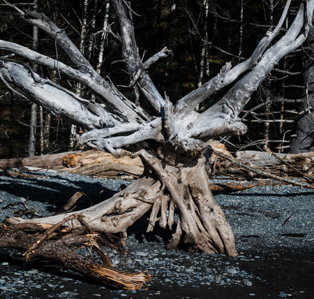 A closeup shot of tree roots