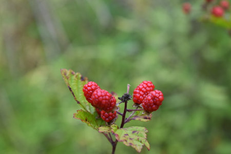 A closeup of Rubus arcticus, the Arctic bramble, or Arctic raspberry.