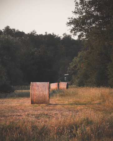 A vertical shot of harvested wheat in a field during the day