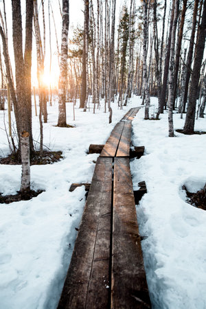 A beautiful shot of a forest covered in snow during the sunsetの写真素材