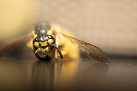A closeup shot of the bee on the blurred backgroundの写真素材