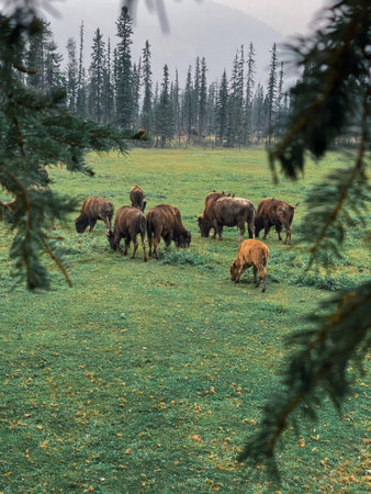 A herd of bison buffalo grazing on a fieldの写真素材