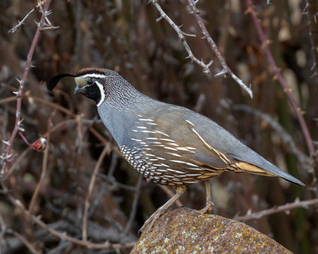 A closeup shot of a California crested quail perching on a log against a blurred backgroundの写真素材