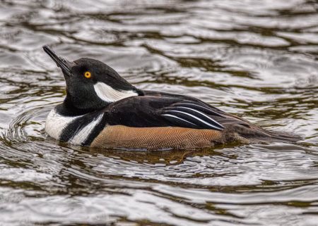 A male hooded merganser in the pondの写真素材