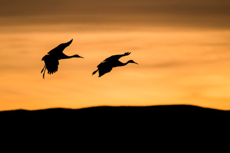 The silhouettes of two storks flying at sunsetの写真素材