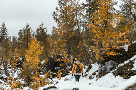 A view of a young female on a hiking path surrounded by yellow larch trees in the Alps, Sloveniaの写真素材