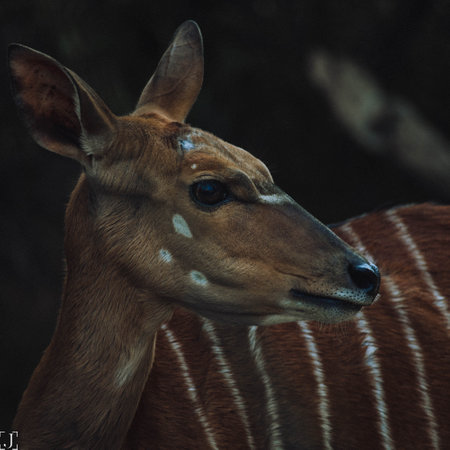 A closeup shot of a deerの写真素材