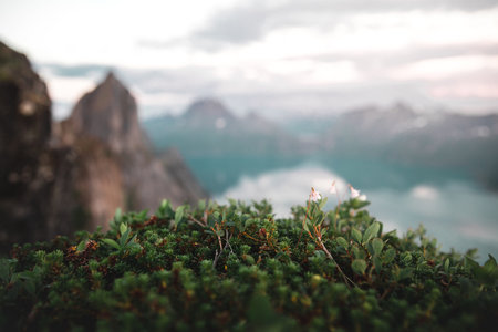 A beautiful view of plants with rocky peak background in Senja Island, Norway