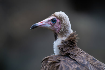 A side profile of a beautiful vulture bird  looking asideの写真素材