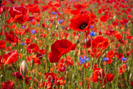 A closeup of the bright red poppies in the field.の写真素材