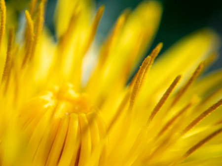 A macro shot of details on a dandelion flowerの写真素材