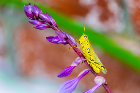 A macro shot of a grasshopper on a purple flower against a blurred background
