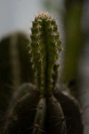 A vertical closeup shot of a growing cactusの写真素材