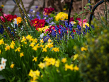 A closeup shot of blooming colorful wildflowers on a fieldの写真素材