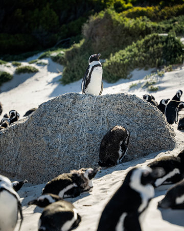 The adorable penguins on the sandy beach on the coastの写真素材