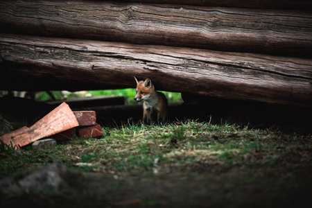 A shallow focus shot of a red kit fox standing on the grass under big tree trunk in the forest during daytimeの写真素材