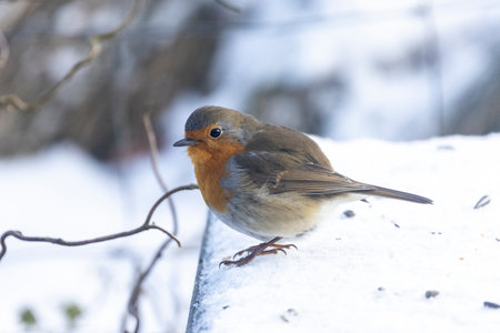 Robin looking for food in the snowの写真素材