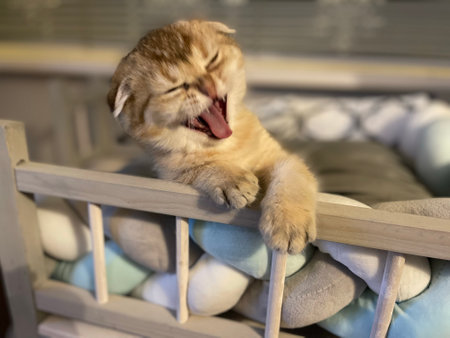 A closeup shot of a cute Scottish Fold in a bedの写真素材