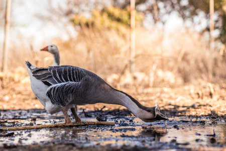 A closeup shot of the African geese drinking water from the pondの写真素材