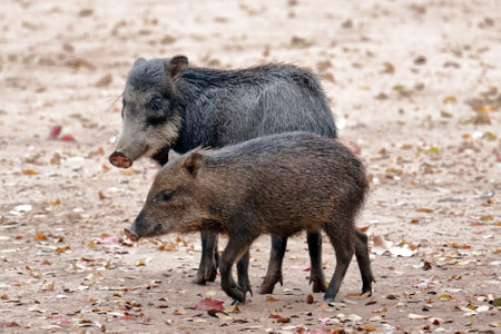 White-lipped peccary, Tayassu pecari, in the Brazilian Pantanalの写真素材