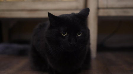 Cat Posing In Front Of Camera. Ideal Concept For Pets, Animals And Domestic Comfortの写真素材