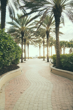 A vertical shot of a trail through a sunny park with palm trees