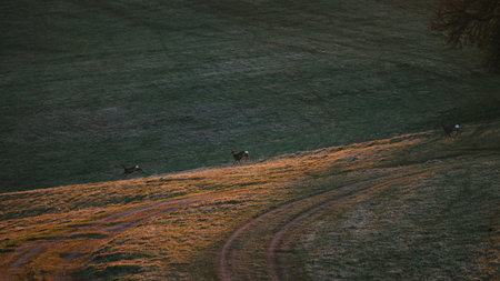 A closeup of Deer running across a meadow