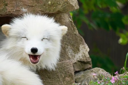 A closeup shot of the white Arctic fox laying on the rocks in the forestの写真素材