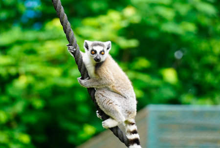 A closeup of a Lemur against a green background