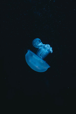 A closeup of a blue jellyfish in the water