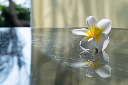 A closeup shot of a Frangipani on the tableの写真素材