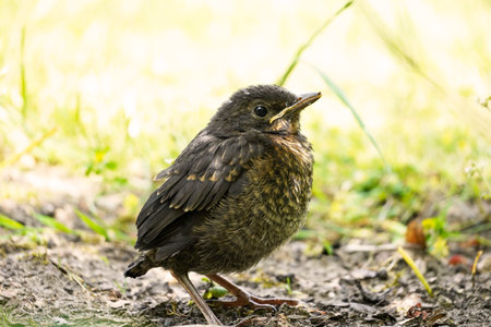 The portrait of a small blackbird, a young bird perched on the groundの写真素材